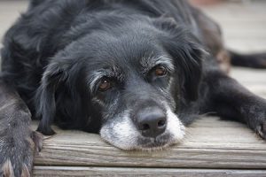 elderly black dog with white snout lying on wooden deck