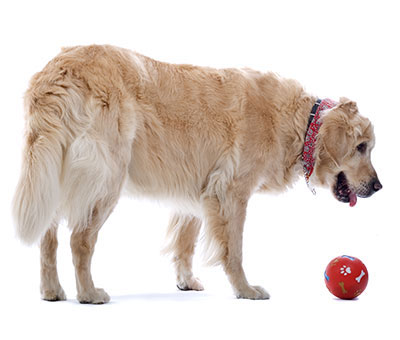 golden dog with a red ball