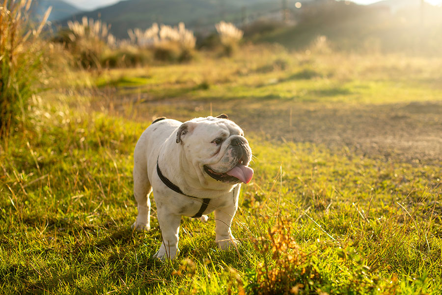 bulldog standing in a grassy field