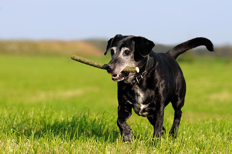 black and white dog carrying a stick in a grassy field