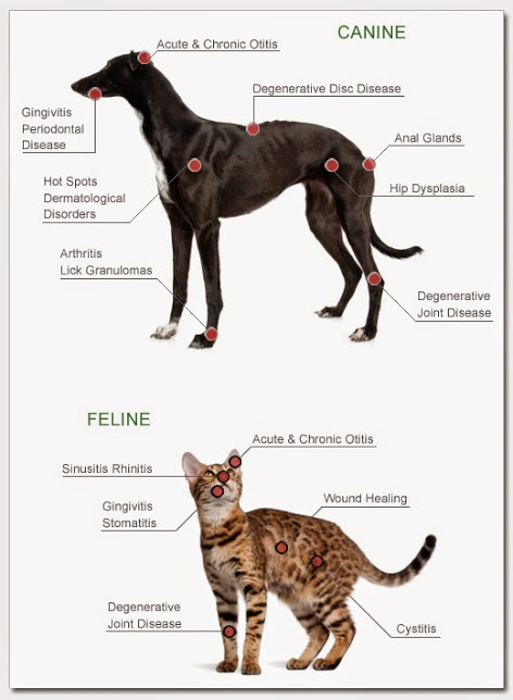 infographic with dog and cat depicting the various medical conditions to which they're susceptible