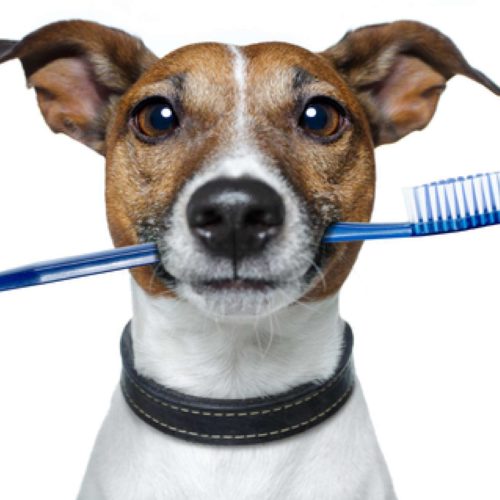 small brown and white dog holding a blue toothbrush in his mouth and looking directly into the camera