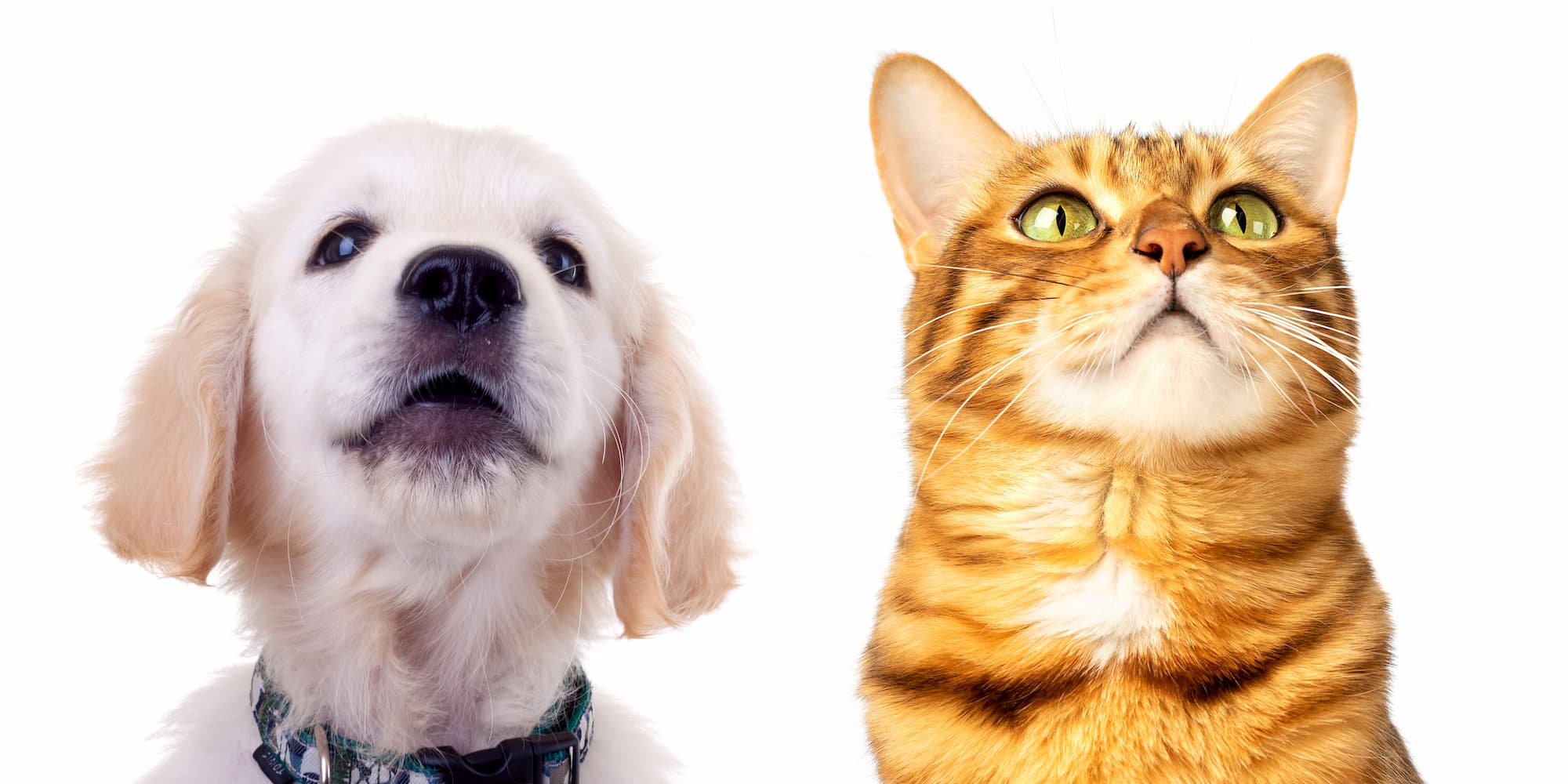 Happy cat and dog looking up at services